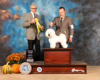Bichon #5 Sat G3 Judge Gary Sparschu