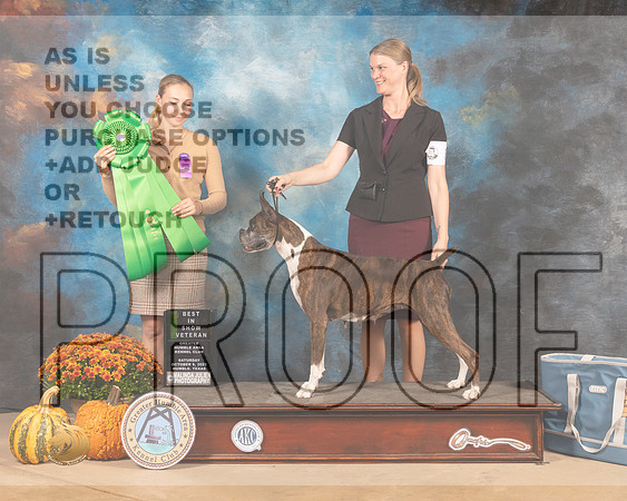 Boxer #8 Sat VBIS -MMJ_5983-Humble2021