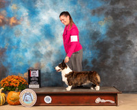 Cardigan Welsh Corgi #20 Sat BOS Judge Dale Meyer