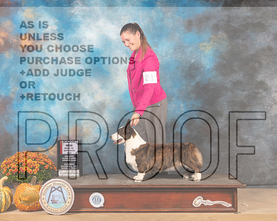 Cardigan Welsh Corgi #20 Sat BOS Judge Dale Meyer-MMJ_5803-Humble2021