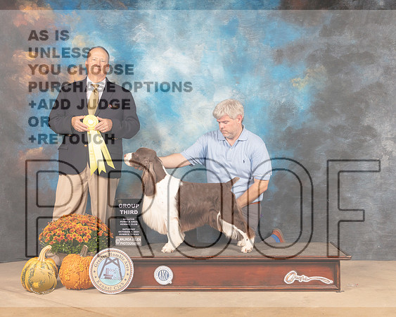 English Springer #11 Sat G3 Judge Jay Richardson-MMJ_5900-Humble2021