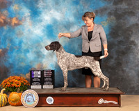 German Shorthaired Pointer #8 Sat BOB Judge Mary Napper