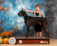 Great Dane #7 Sat R