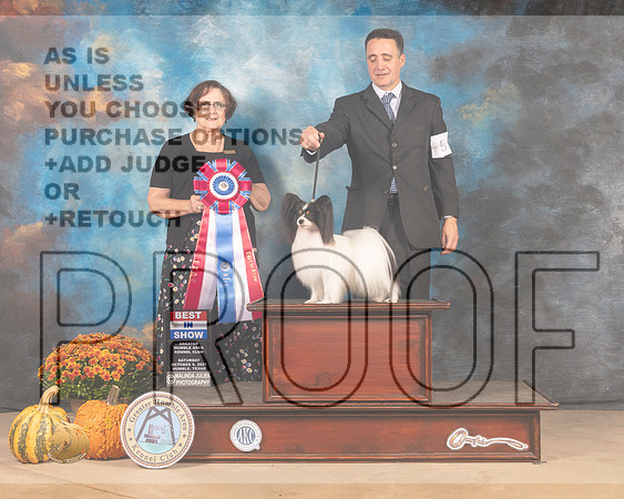 Papillon #5 Sat BIS Judge Anne Gallant-MMJ_6005-Humble2021
