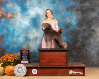 Poodle Miniature #5 Sat BOS Judge Gary Sparschu