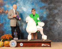 Poodle Std #9 Sat BOW Judge Gary Sparschu