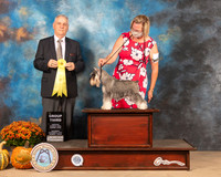 Schnauzer Miniature #6 Sat G3 Judge Dale Meyer