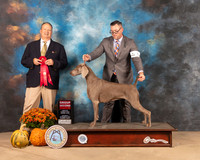Weimaraner #6 Sat G2 Judge Jay Richardson