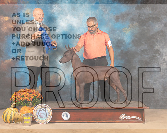 Xolo #5 Sat G1 Judge Gary Sparschu-MMJ_5925-Humble2021