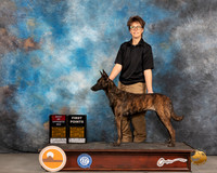 Dutch Shepherd #68 Thurs BOS Judge Brad Jenkins