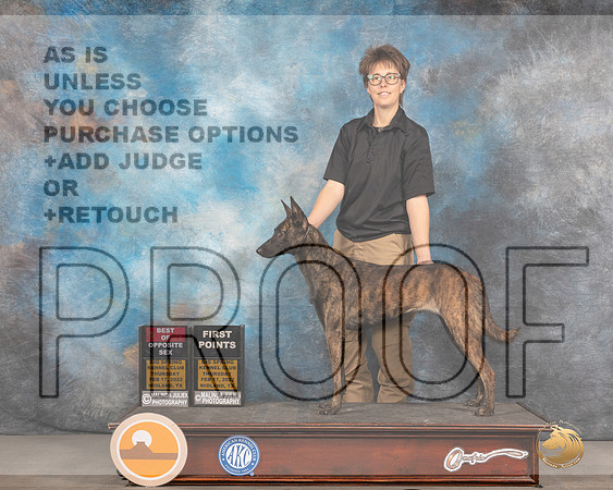 Dutch Shepherd #68 Thurs BOS Judge Brad JenkinsMMJ_2325_Mdlnd2022_HR3