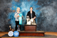 Shih Tzu #8 Sun OHBIS Judge Lisa Graser