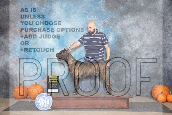 Cane Corso #15 Sun G3 Judge Jan Paulk__JP_9692_Humble_2024_HR3