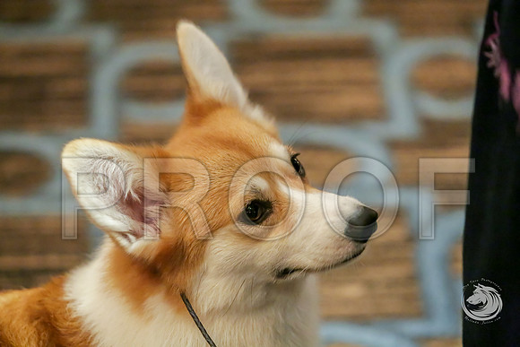 12 to 18 Bitch Rings SatJJJ_8923-CorgiHstn2019-HR3