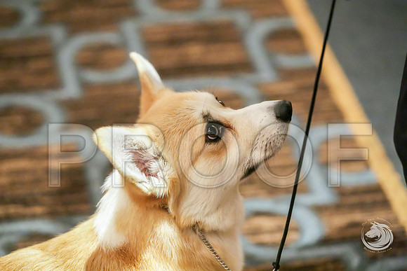12 to 18 Bitch Rings SatJJJ_8926-CorgiHstn2019-HR3