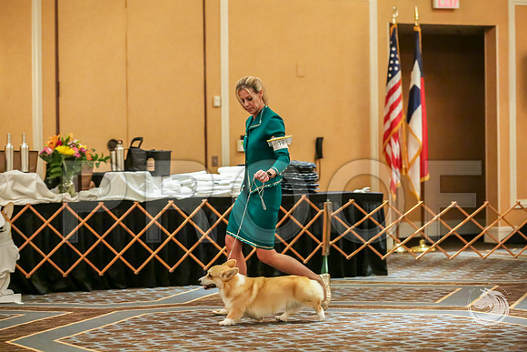 12 to 18 Dog Sat RingsJJJ_8546-CorgiHstn2019-HR3