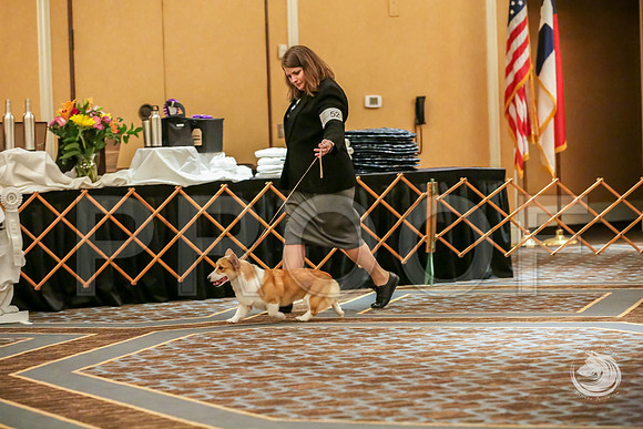 Am Bred Bitch Rings SatJJJ_9258-CorgiHstn2019-HR3