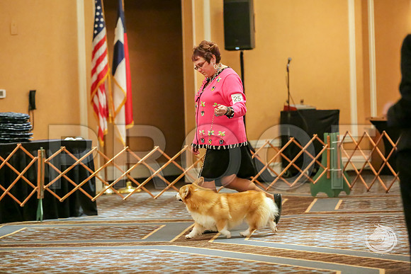 BBX Dog Sat RingsJJJ_8635-CorgiHstn2019-HR3