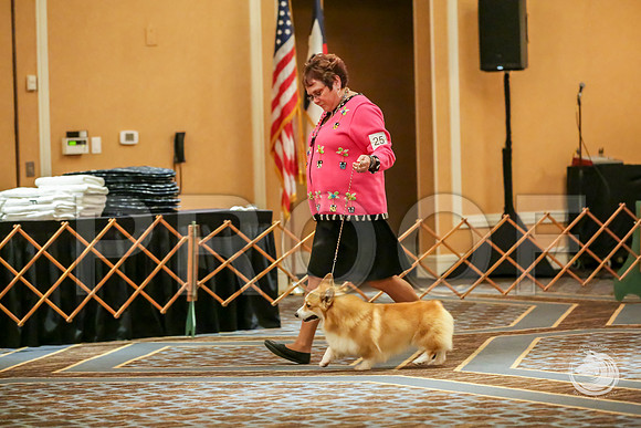 BBX Dog Sat RingsJJJ_8637-CorgiHstn2019-HR3