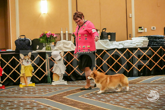 BBX Dog Sat RingsJJJ_8643-CorgiHstn2019-HR3