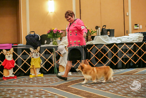 BBX Dog Sat RingsJJJ_8644-CorgiHstn2019-HR3
