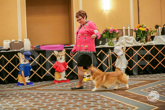 BBX Dog Sat RingsJJJ_8646-CorgiHstn2019-HR3
