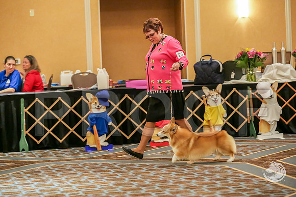 BBX Dog Sat RingsJJJ_8648-CorgiHstn2019-HR3
