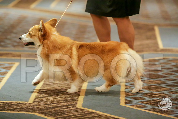 BBX Dog Sat RingsJJJ_8652-CorgiHstn2019-HR3