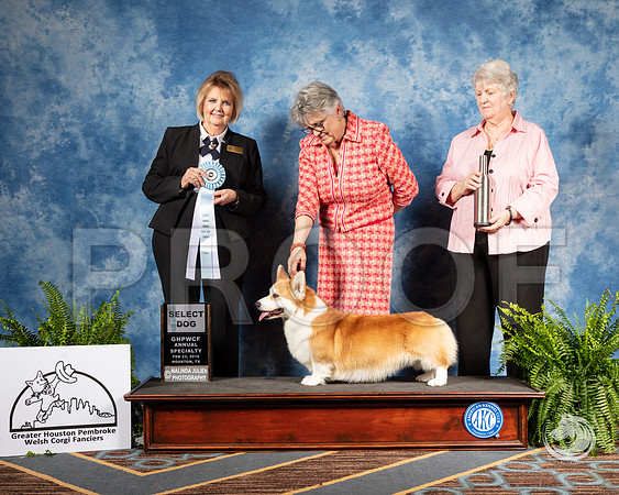 Corgi #59 Sat SD Judge Gayle GarvinSSR_2936-CorgiHstn2019-HR3