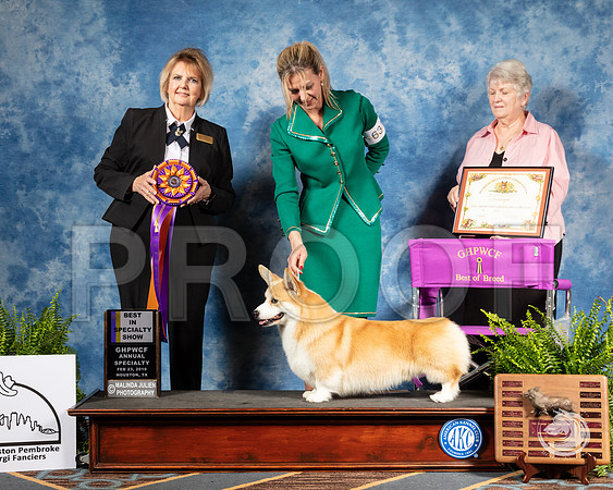 Corgi #63 Sat BOB Judge Gayle GarvinSSR_2903-CorgiHstn2019-HR3