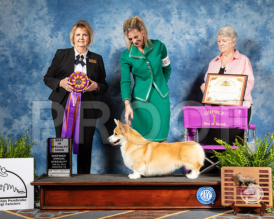 Corgi #63 Sat BOB Judge Gayle GarvinSSR_2906-CorgiHstn2019-HR3