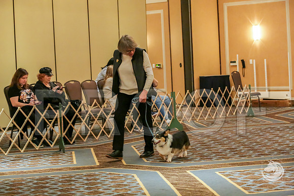 Obedience Rings #11 SatJJJ_8348-CorgiHstn2019-HR3