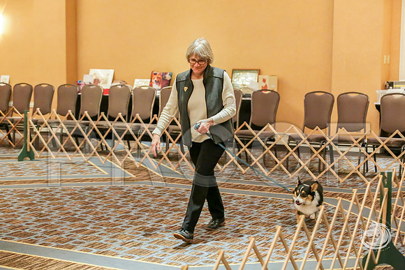 Obedience Rings #11 SatJJJ_8367-CorgiHstn2019-HR3