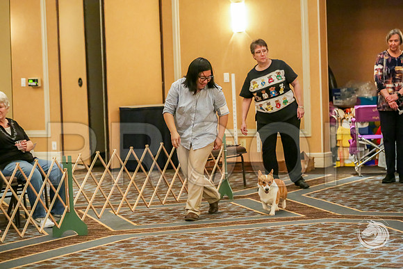 Obedience Rings #18 SatJJJ_8260-CorgiHstn2019-HR3