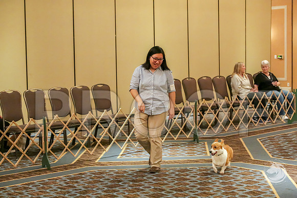 Obedience Rings #18 SatJJJ_8265-CorgiHstn2019-HR3