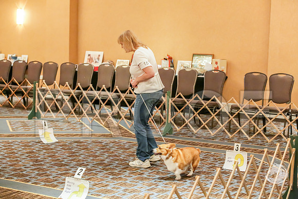 Rally Rings #15 SatJJJ_8043-CorgiHstn2019-HR3