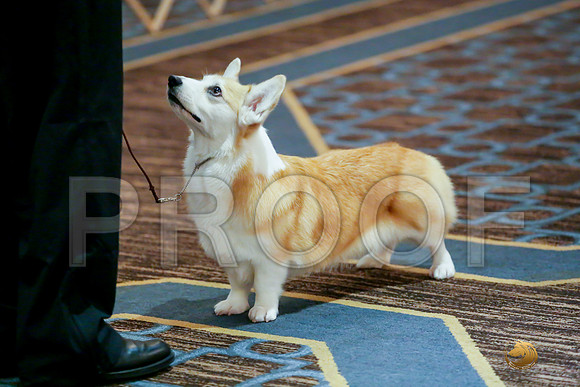 Altered Bitch Sat RingsJJJ_0083-CorgiHstn2019-HR3