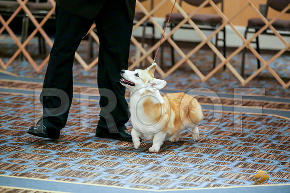Altered Bitch Sat RingsJJJ_0097-CorgiHstn2019-HR3