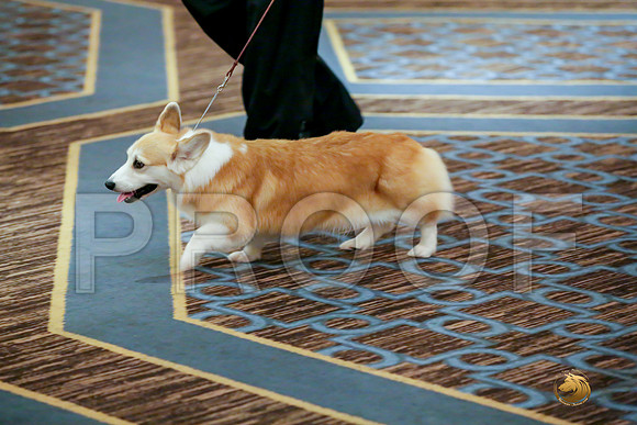 Altered Bitch Sat RingsJJJ_0099-CorgiHstn2019-HR3