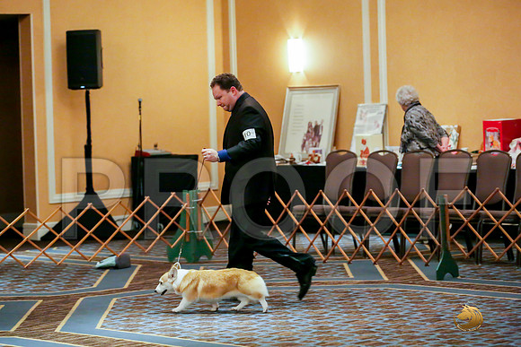 Altered Bitch Sat RingsJJJ_0105-CorgiHstn2019-HR3