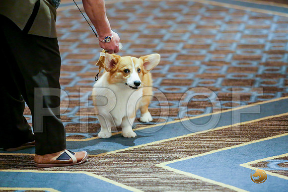 Best Puppy Sat RingsJJJ_0043-CorgiHstn2019-HR3