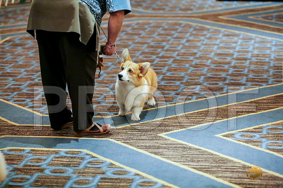Best Puppy Sat RingsJJJ_0045-CorgiHstn2019-HR3