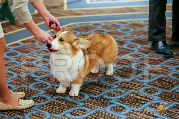 Best Puppy Sat RingsJJJ_0047-CorgiHstn2019-HR3