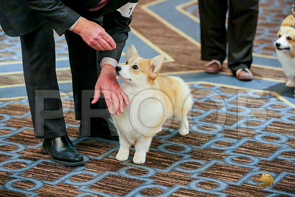 Best Puppy Sat RingsJJJ_0048-CorgiHstn2019-HR3