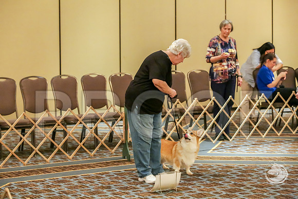Rally Rings #17 Sat 2JJJ_7908-CorgiHstn2019-HR3