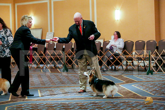 Best of Breed Sat RingsJJJ_0001-CorgiHstn2019-HR3