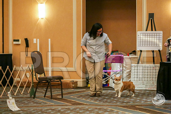 Rally Rings #18 SatJJJ_7762-CorgiHstn2019-HR3
