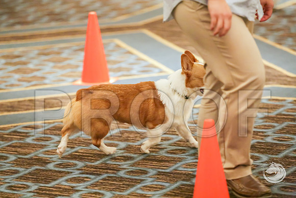 Rally Rings #18 SatJJJ_7778-CorgiHstn2019-HR3