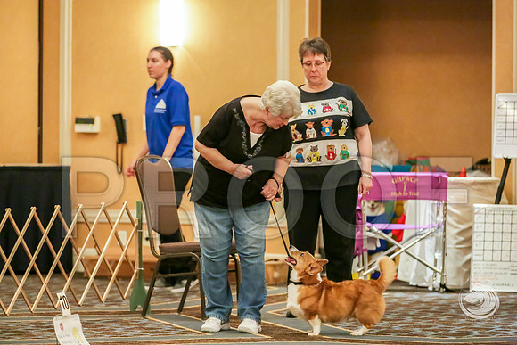 Rally Rings #22 Sat-2JJJ_7606-CorgiHstn2019-HR3