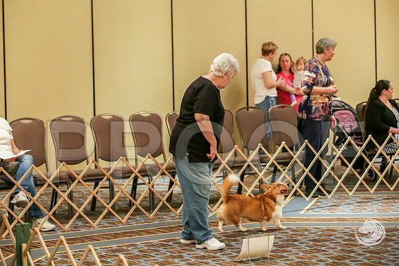 Rally Rings #22 Sat-2JJJ_7617-CorgiHstn2019-HR3